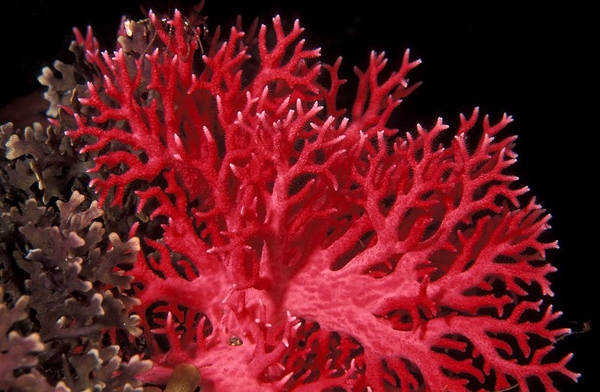 Коралловый пилинг Rose de Mer